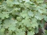 Macleaya (cordata?)